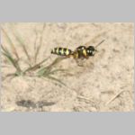 Cerceris arenaria - Sandknotenwespe w14 12mm.jpg